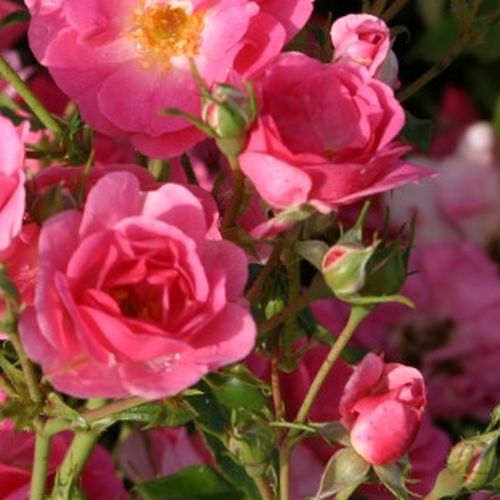 Rosa Bad Wörishofen ® - roz - Trandafir copac cu trunchi înalt - cu flori simpli - coroană tufiș